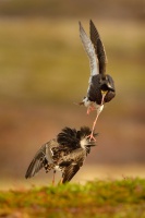 Jespak bojovny - Philomachus pugnax - Ruff 8085